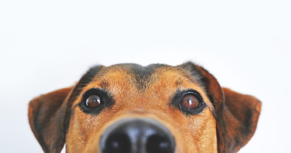 dog, view, cute, animal portrait, eyes, snout, head, loyalty, shepherd dog, hybrid, mixed breed dog, appenzell mountain dog, pet, dog eyes, brown eyes, face, animal, portrait, nose, brown, domestic animal